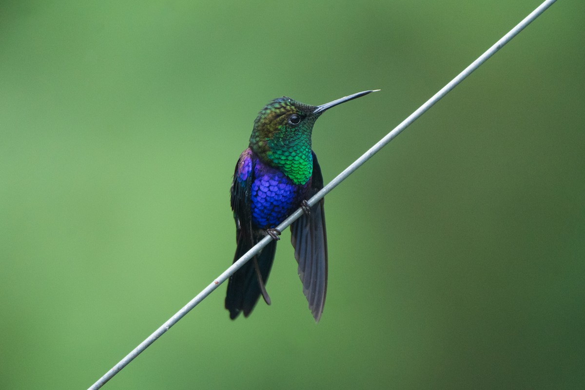 Crowned Woodnymph - ML649031944