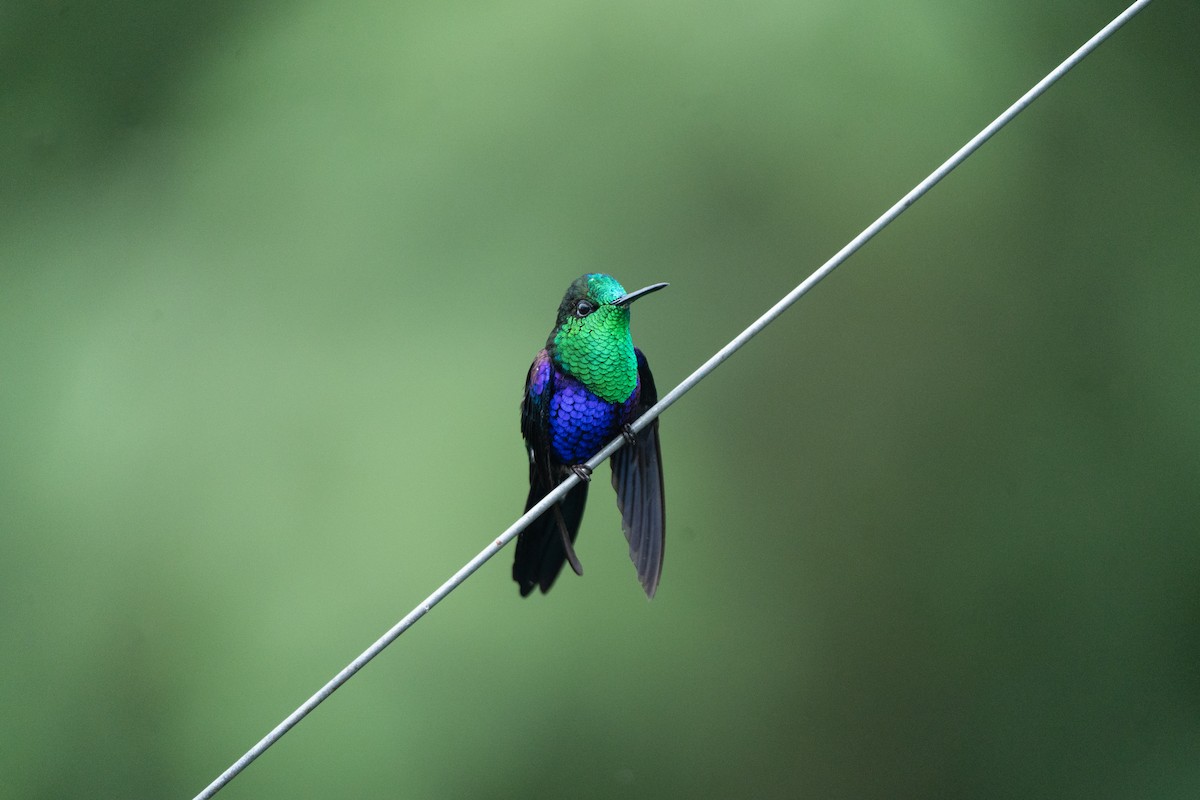 Crowned Woodnymph - ML649031945