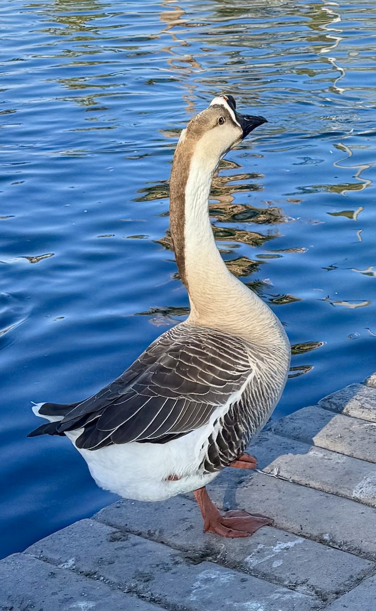 Ánsar Cisnal (variedad doméstica) - ML649032080