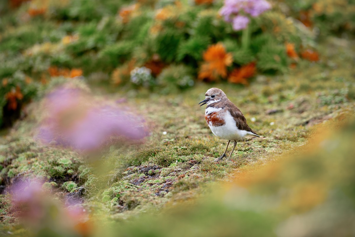 Pluvier à double collier - ML649032081