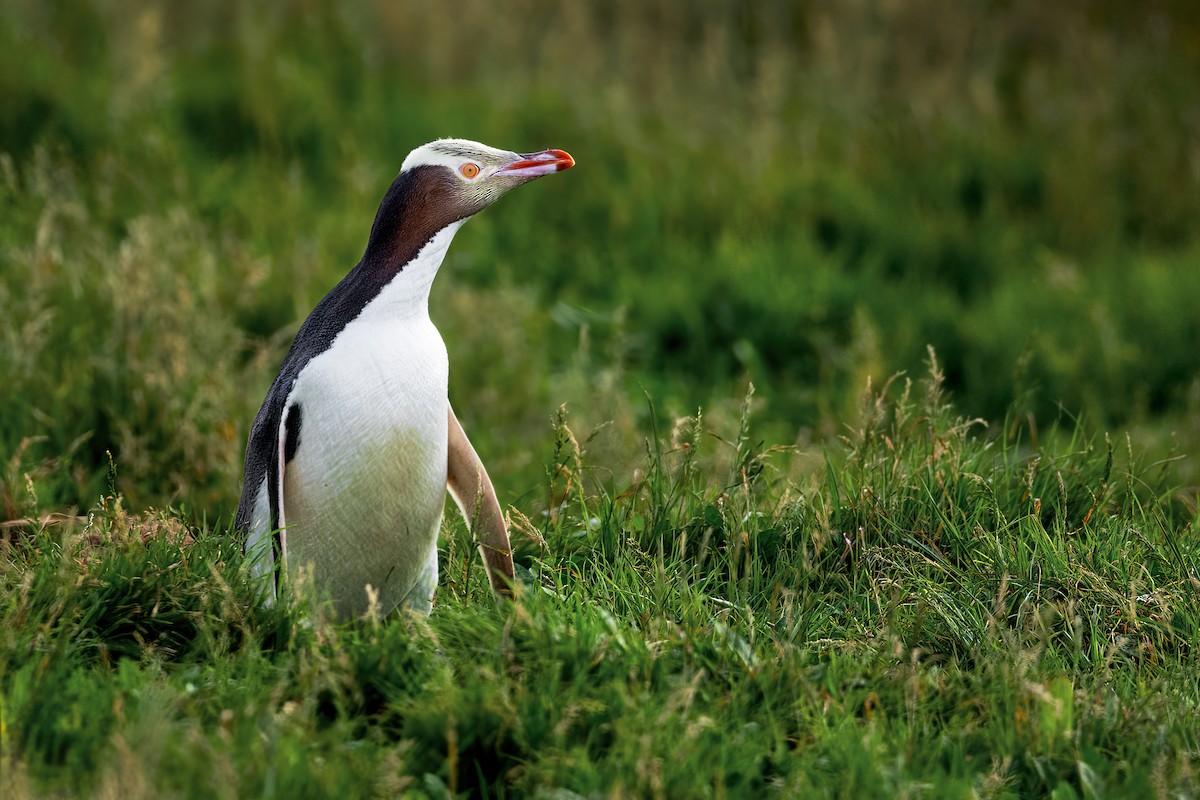 Manchot antipode - ML649032098