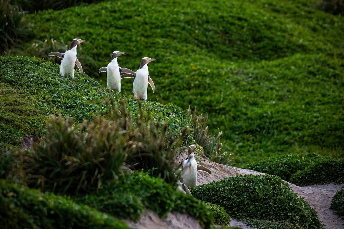 Manchot antipode - ML649032102