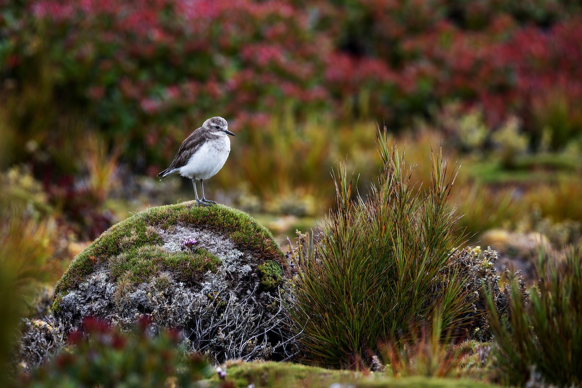 Pluvier à double collier - ML649032106