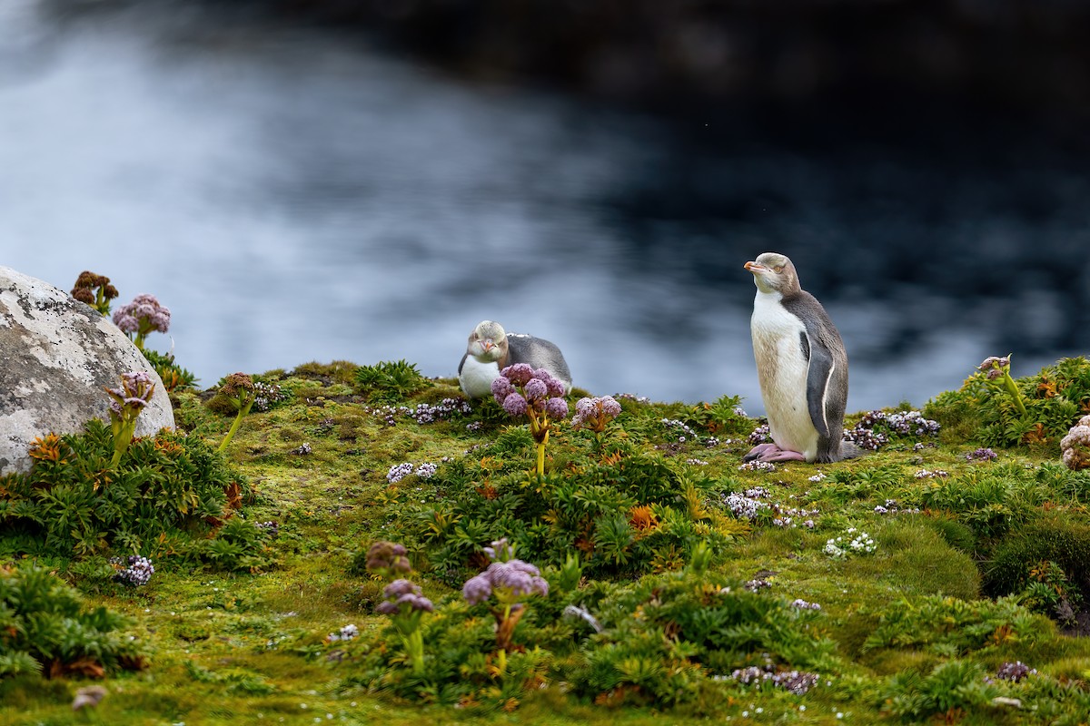 Manchot antipode - ML649032111