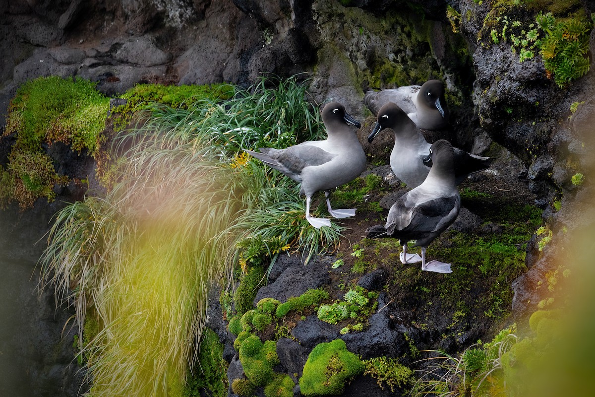 Albatros fuligineux - ML649032116