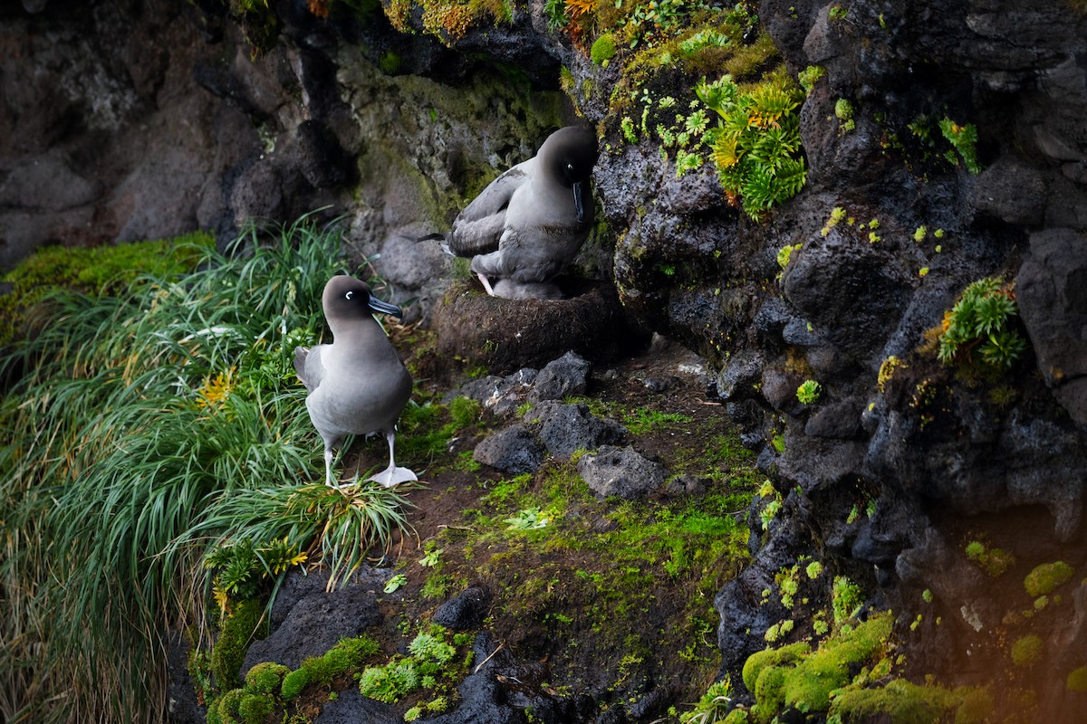 Albatros fuligineux - ML649032121