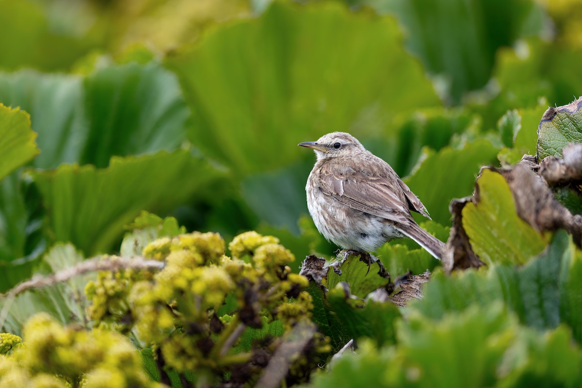 Pipit de Nouvelle-Zélande - ML649032153