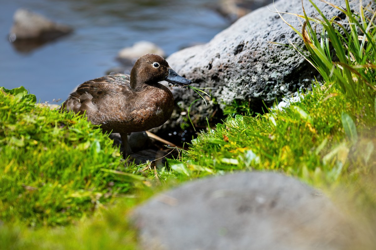 Sarcelle des Auckland - ML649032157