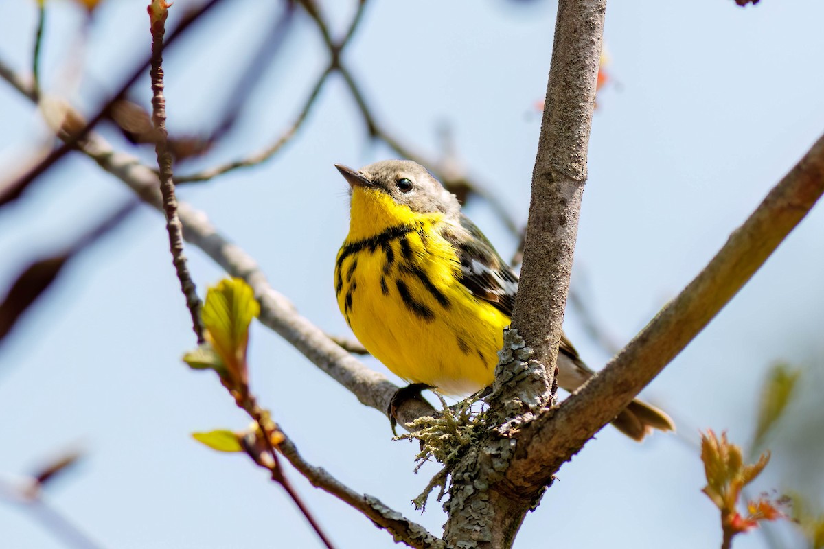 Magnolia Warbler - ML649032159