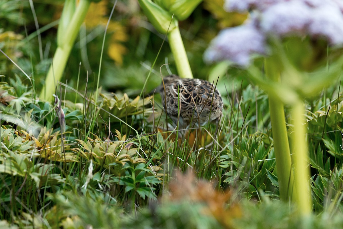 Bécassine des Auckland - ML649032164