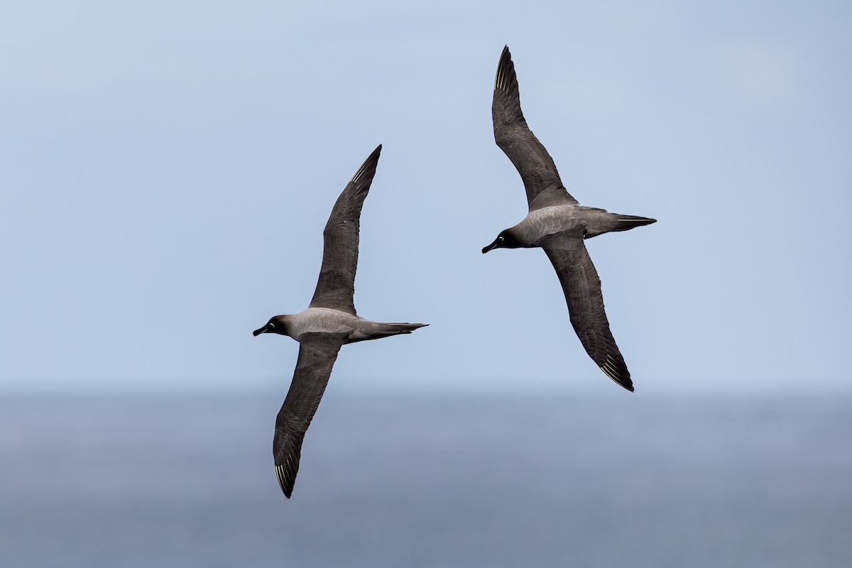 Albatros fuligineux - ML649032179