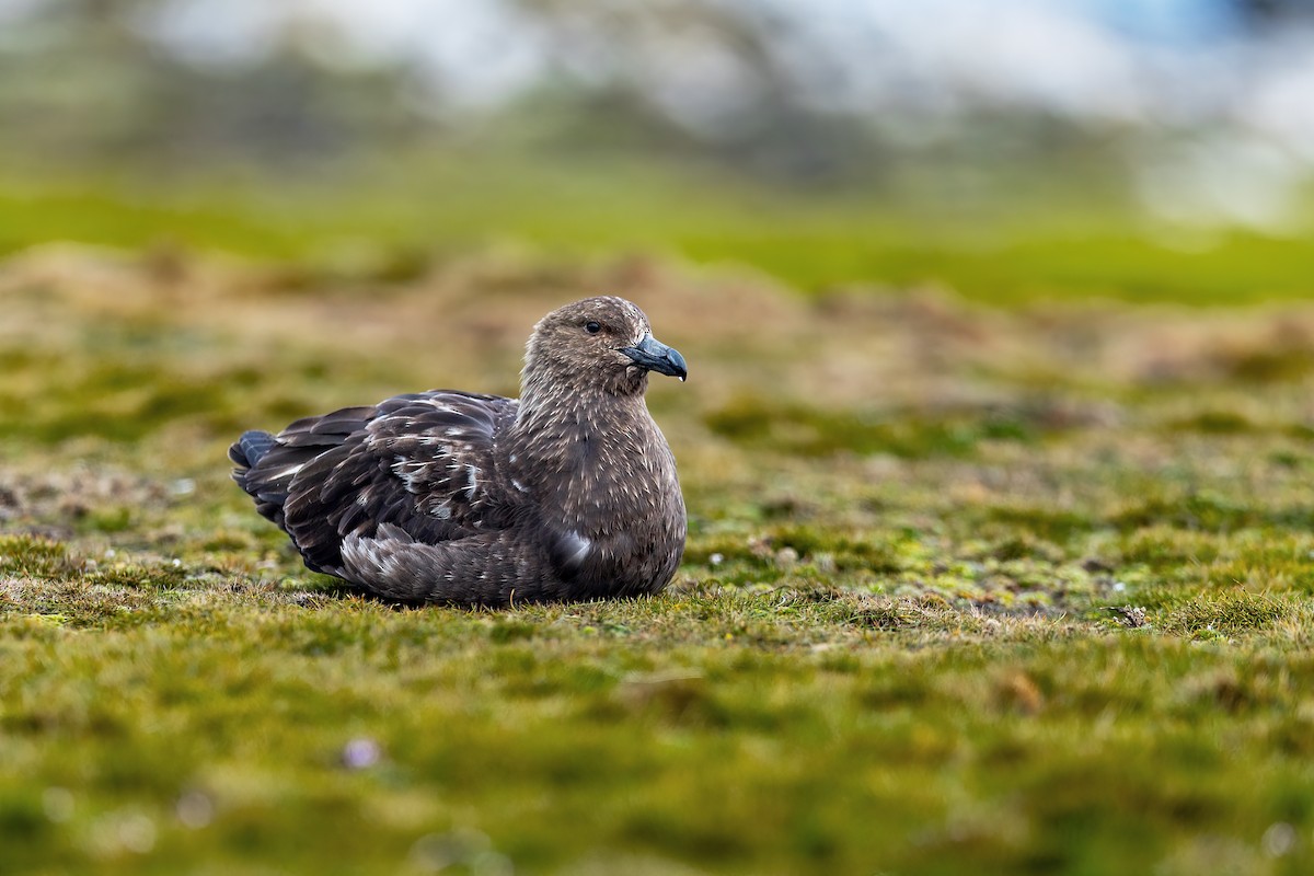 Labbe antarctique - ML649032190