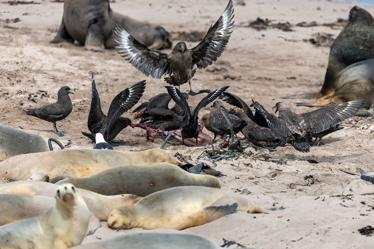 Labbe antarctique - ML649032198