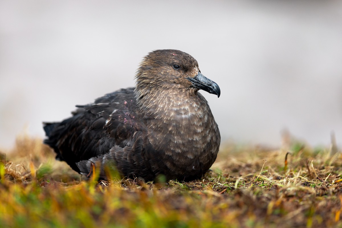 Labbe antarctique - ML649032207