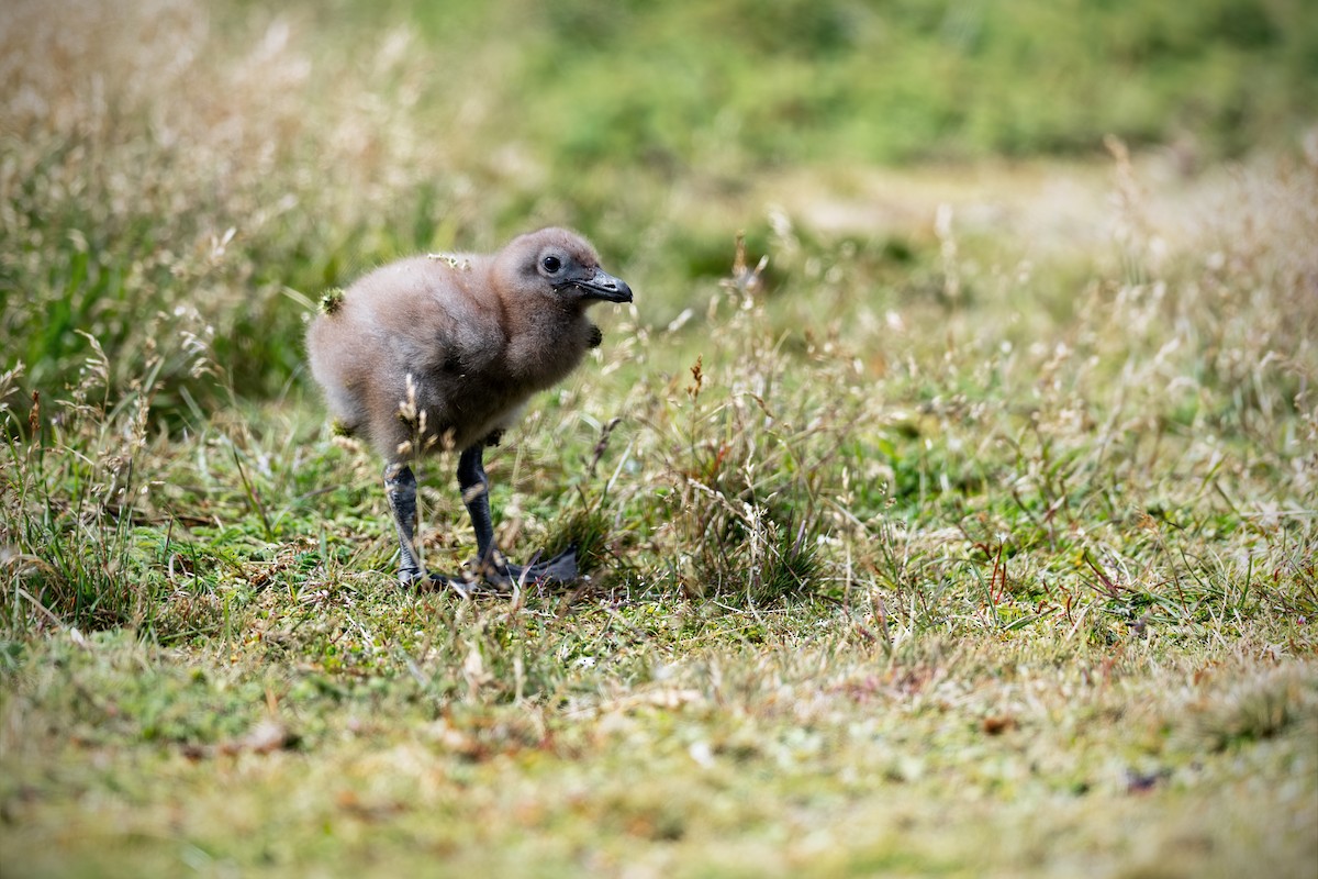Labbe antarctique - ML649032264