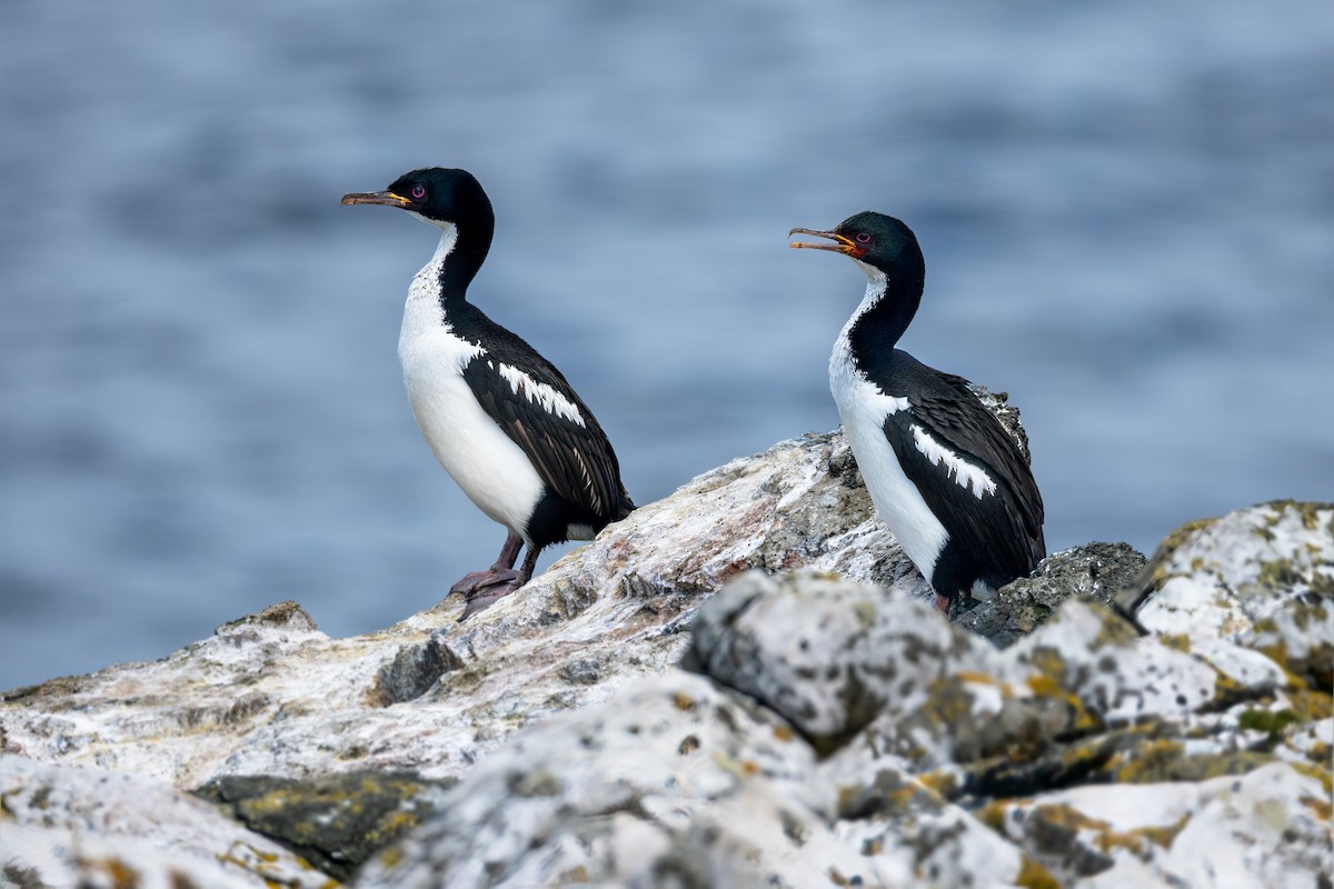 Cormoran des Auckland - ML649032276