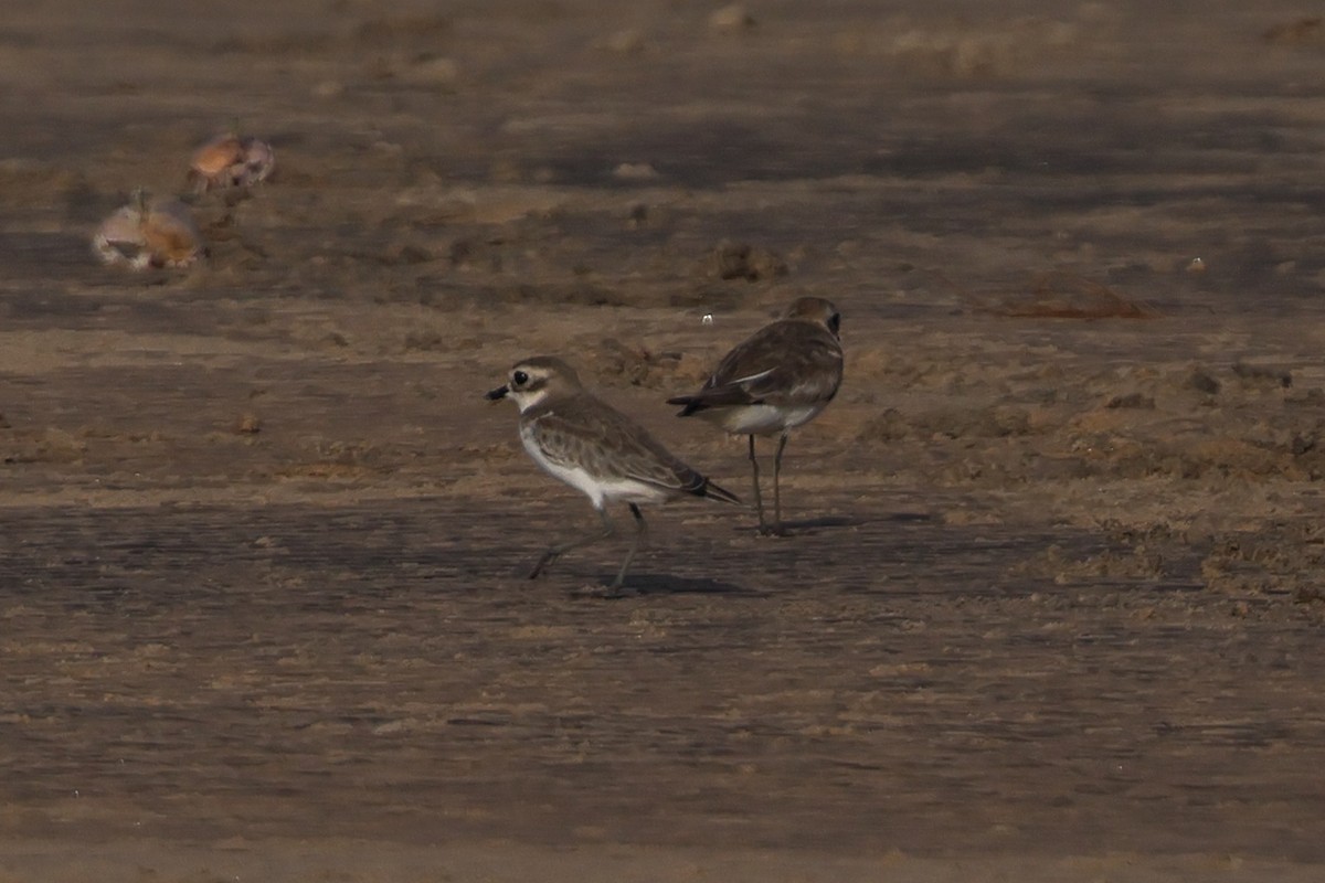 Tibet Cılıbıtı - ML649032313