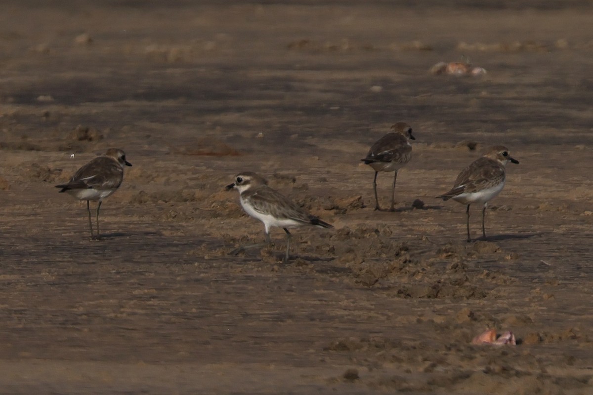Tibet Cılıbıtı - ML649032314