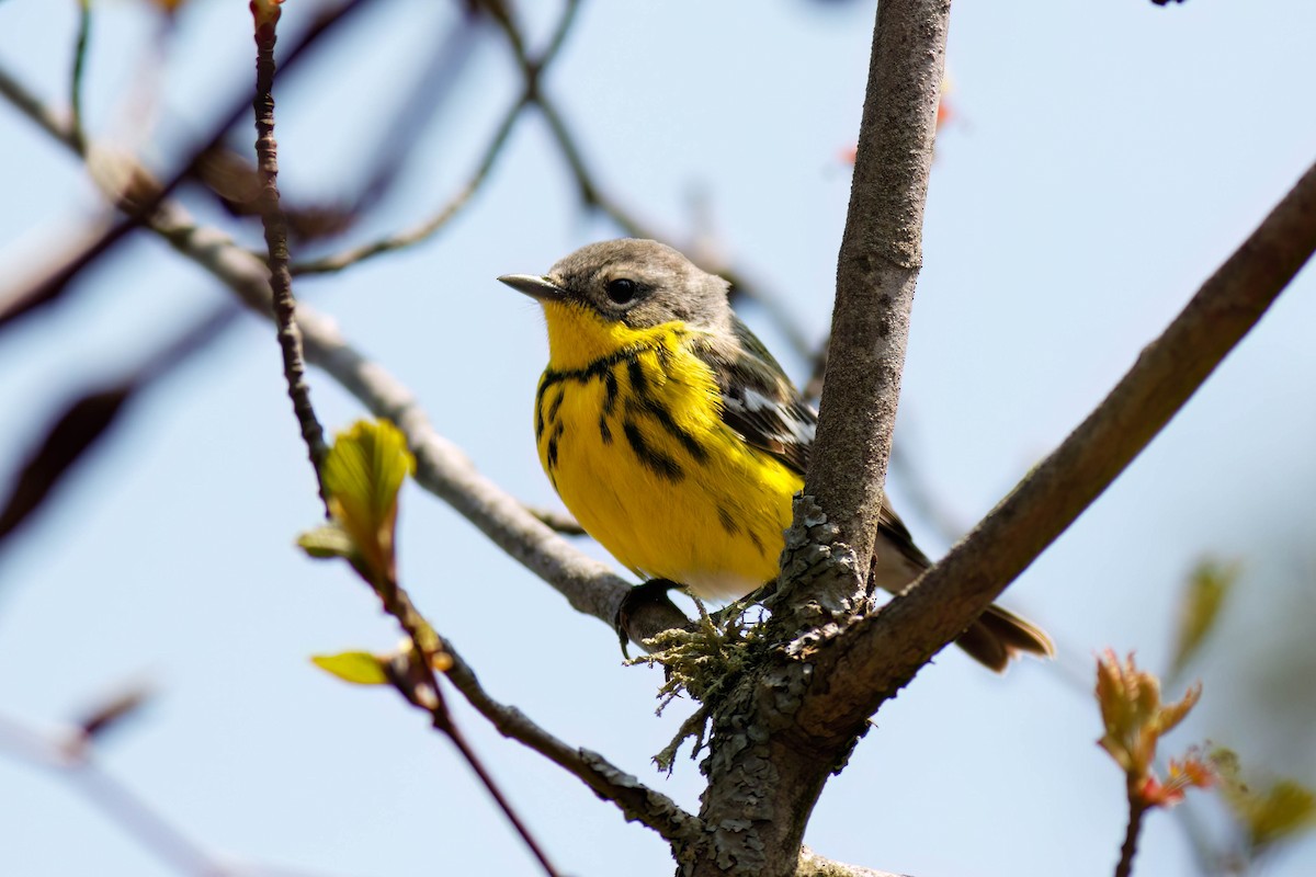 Magnolia Warbler - ML649032343