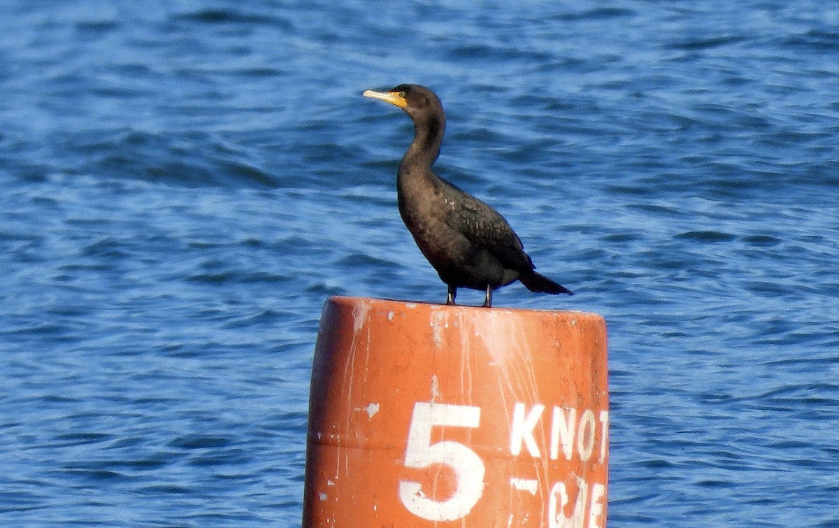 Double-crested Cormorant - ML649032507