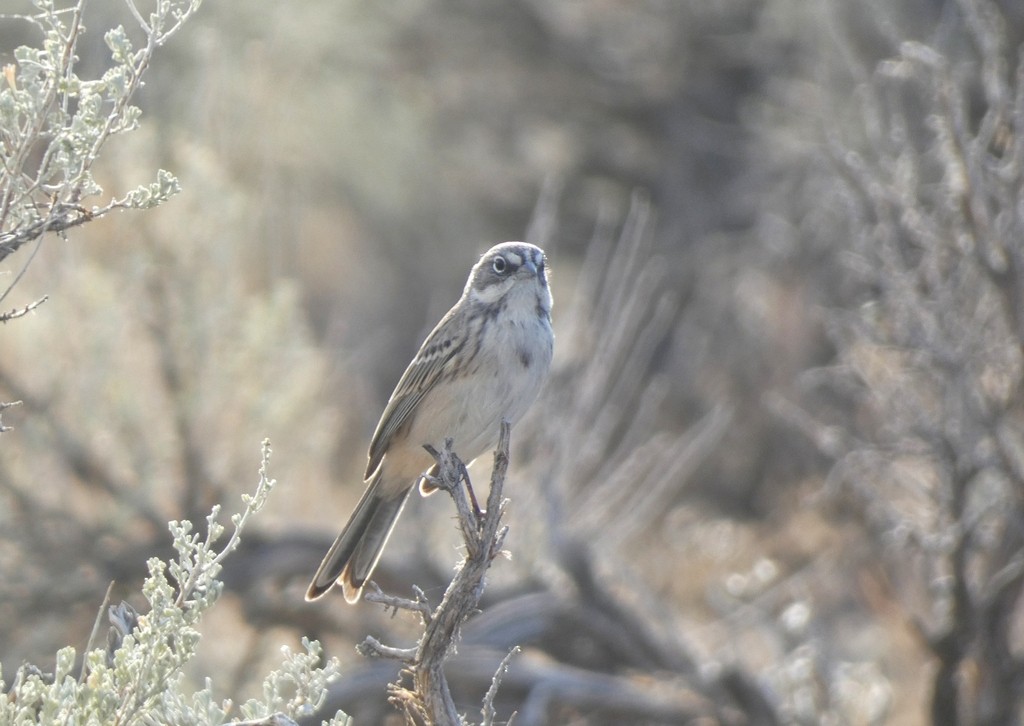 Sagebrush Sparrow - ML649032598