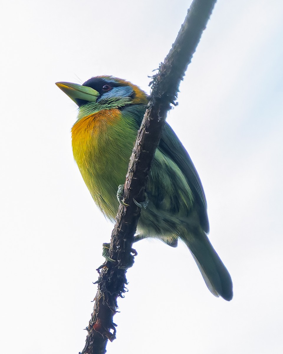 Red-headed Barbet - ML649032724
