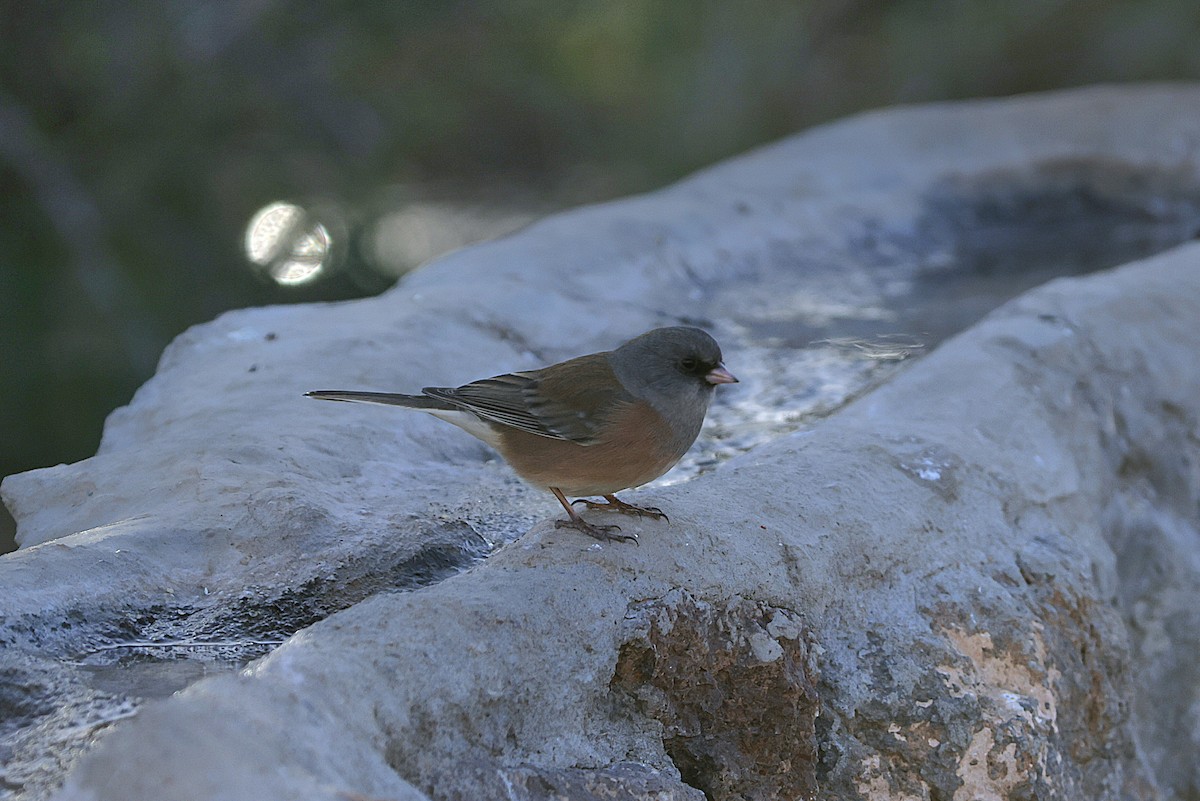 Dark-eyed Junco (Pink-sided) - ML649033067