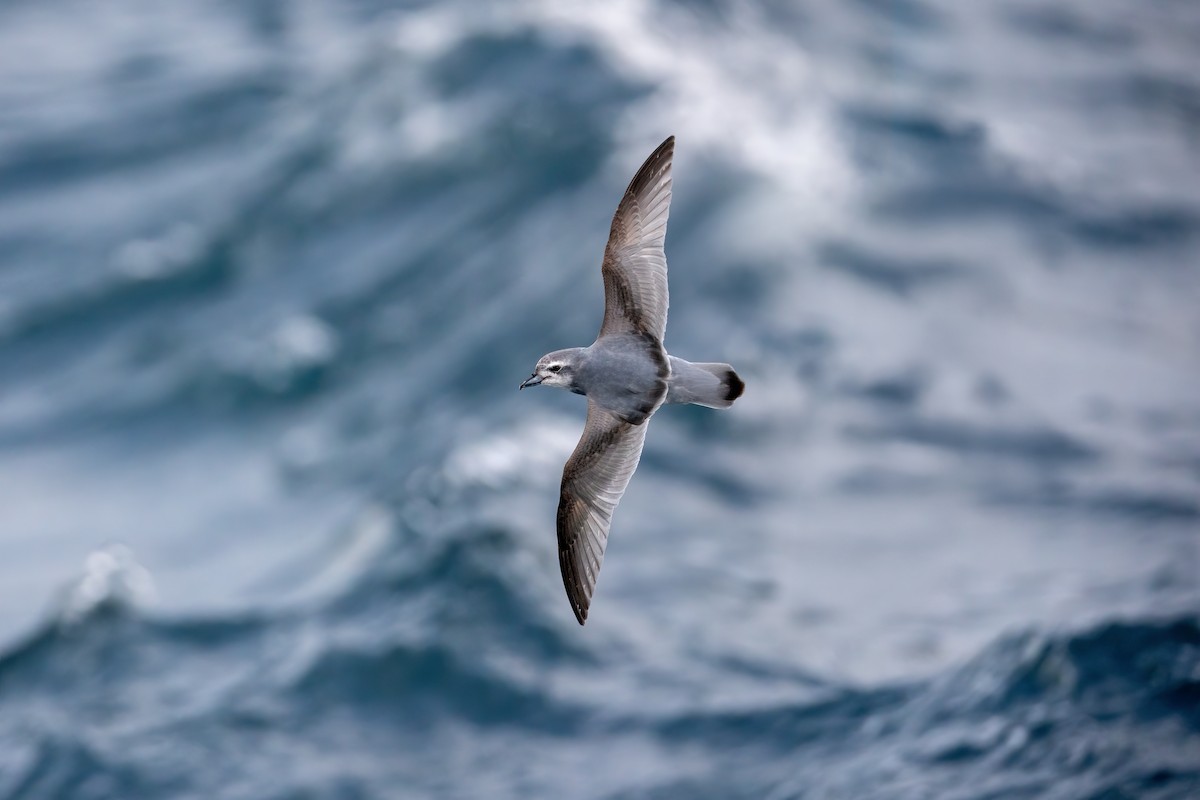 Antarctic Prion - ML649033117