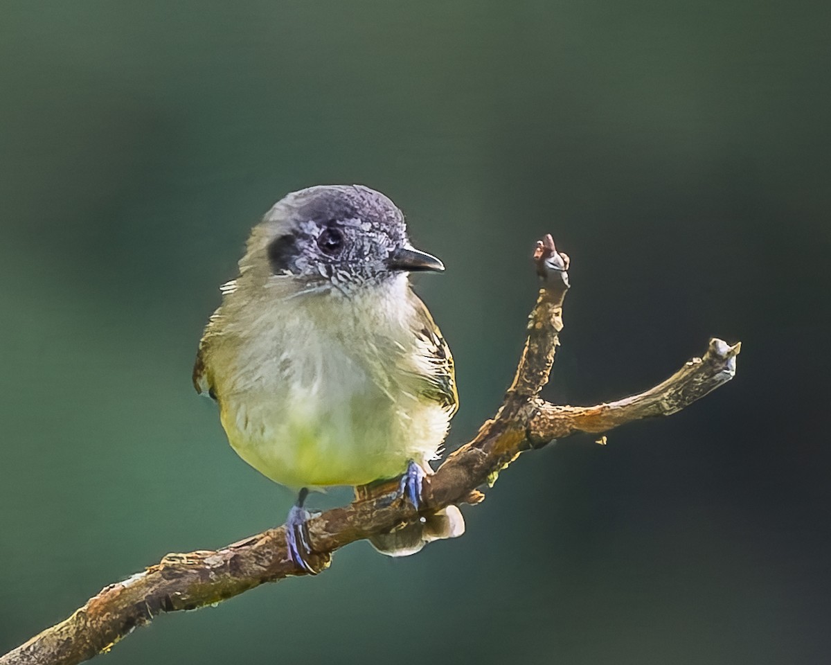 Slaty-capped Flycatcher - ML649033312