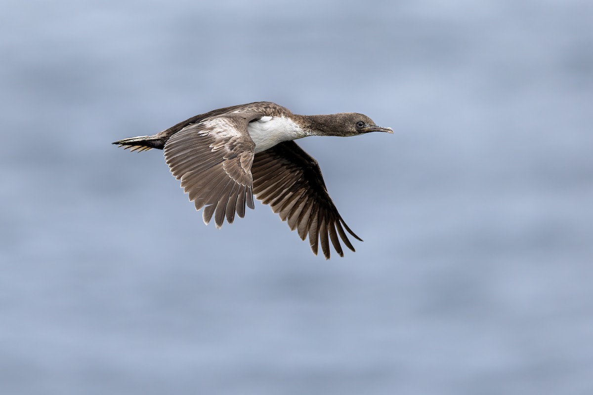 Cormoran des Auckland - ML649033335