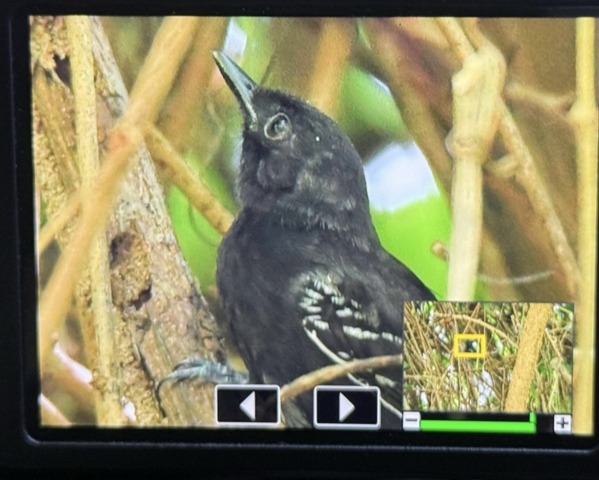 Jet Antbird - ML649033425