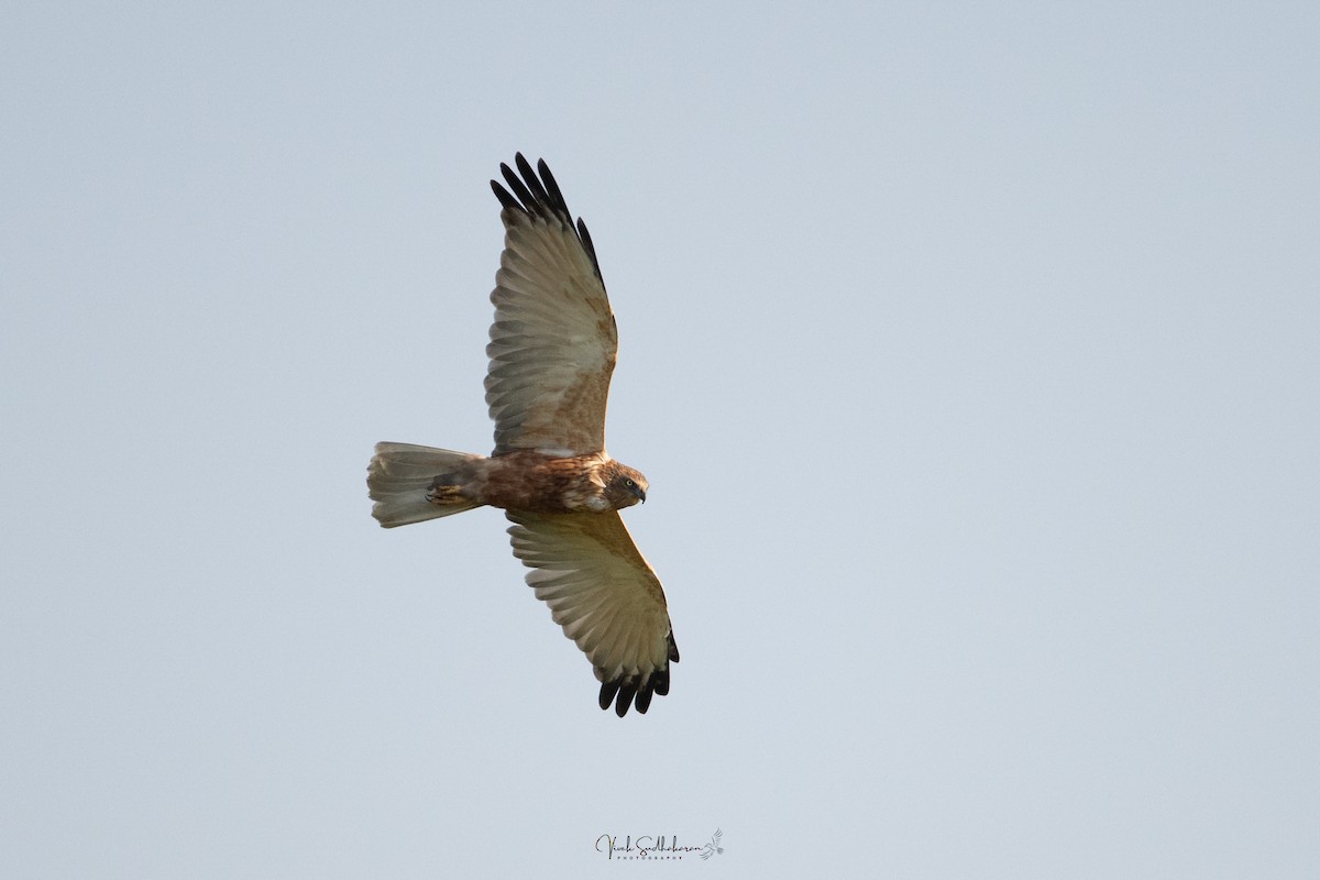 Western Marsh Harrier - ML649033468