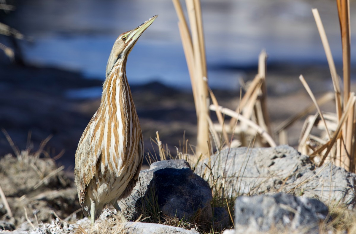 American Bittern - ML649033470