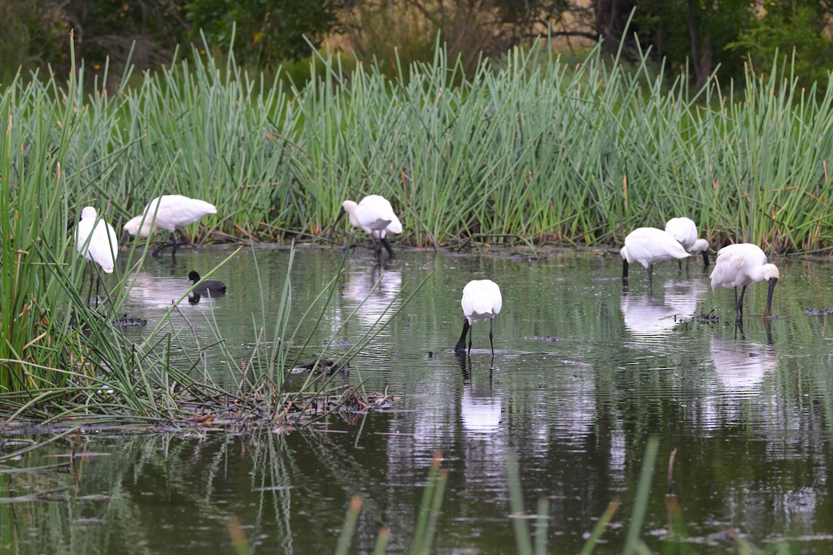 オーストラリアヘラサギ - ML649033657