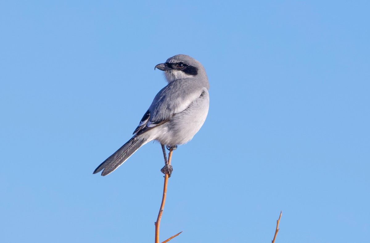 Американский сорокопут - ML649033676