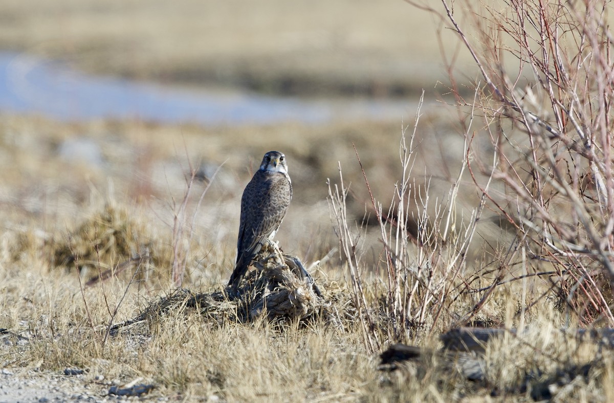 Мексиканский сокол - ML649033703