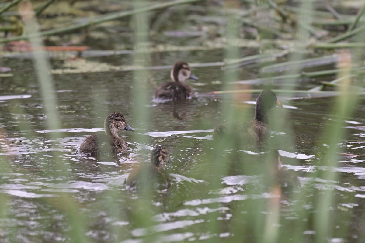 アオクビコガモ - ML649033720