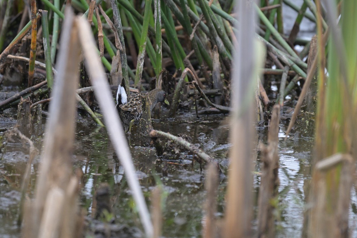 ミナミヒメクイナ - ML649033728