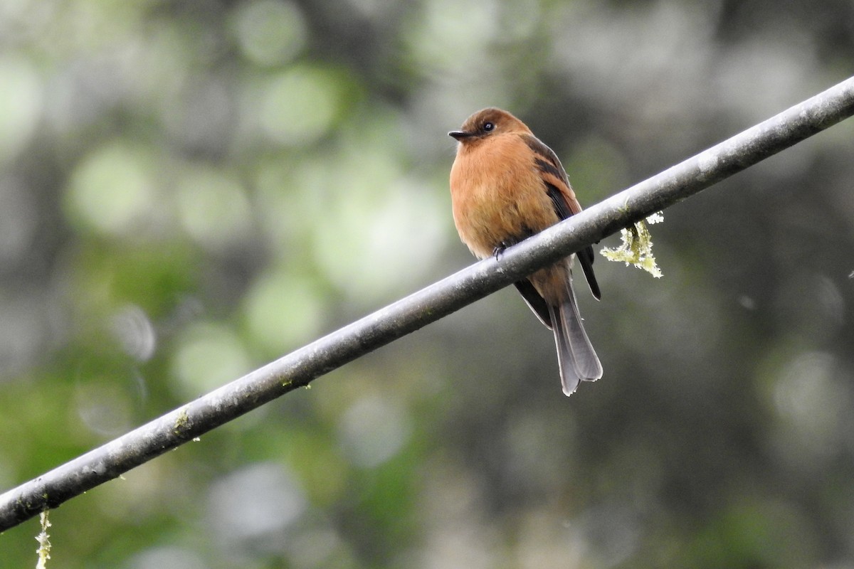 Cinnamon Flycatcher - ML649033774