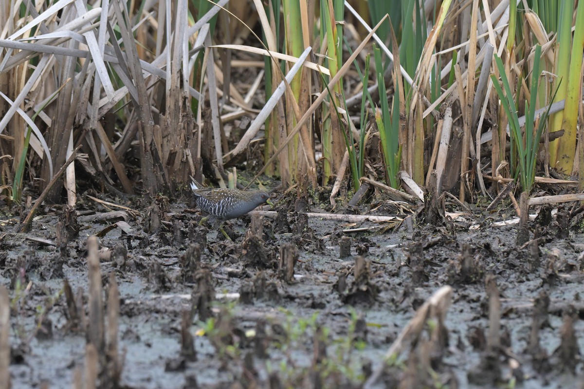 ミナミヒメクイナ - ML649033783