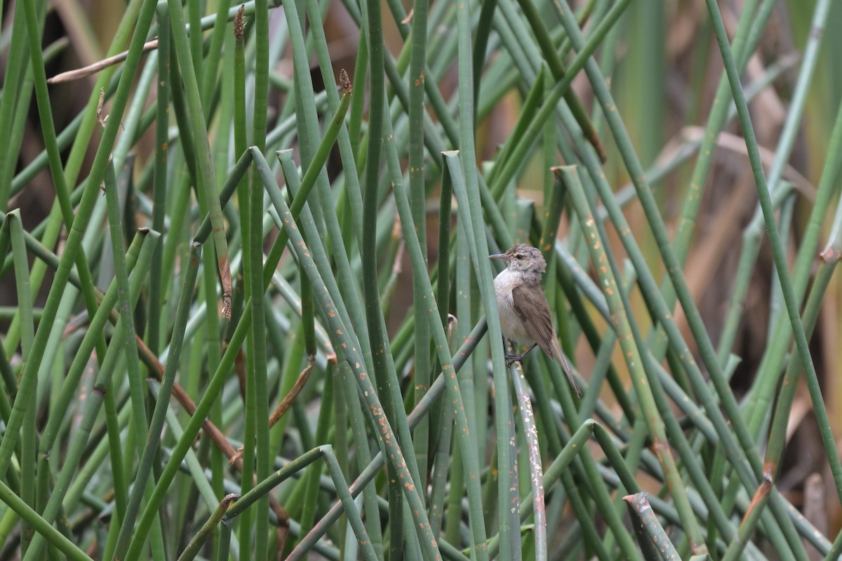 オーストラリアヨシキリ - ML649033788