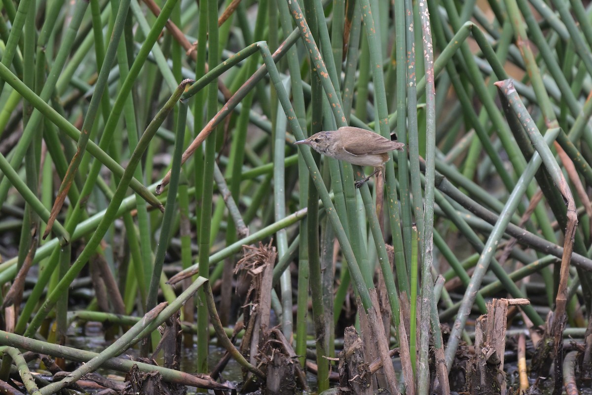 オーストラリアヨシキリ - ML649033793