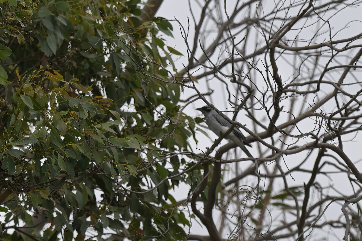 オーストラリアオニサンショウクイ - ML649033872