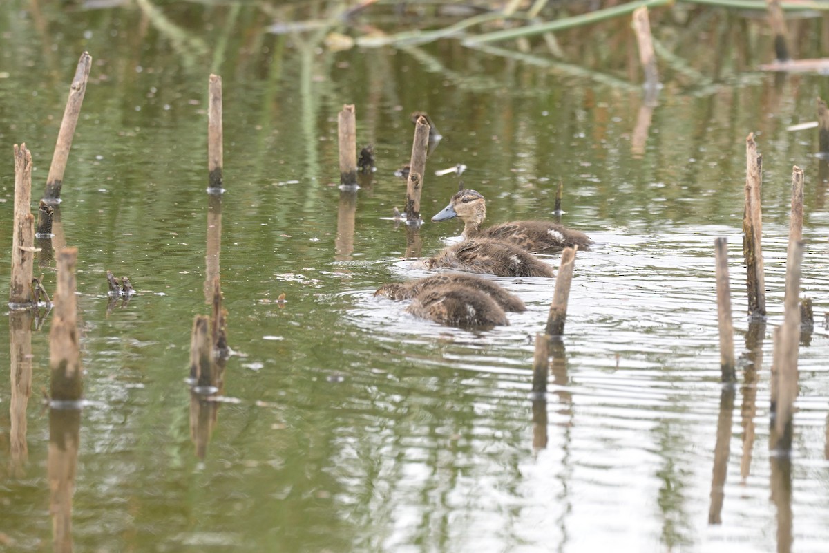 アオクビコガモ - ML649033883