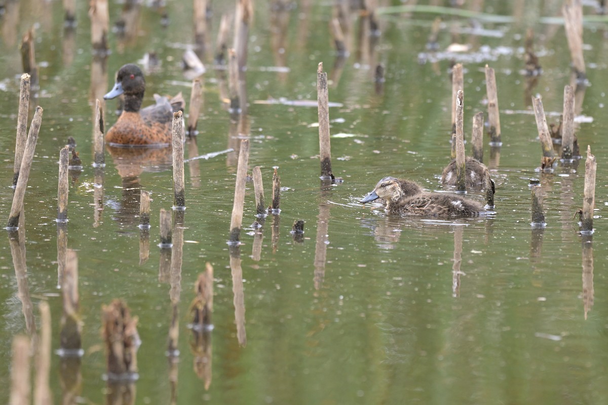 アオクビコガモ - ML649033886