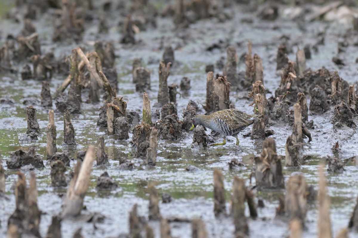 ミナミヒメクイナ - ML649033894