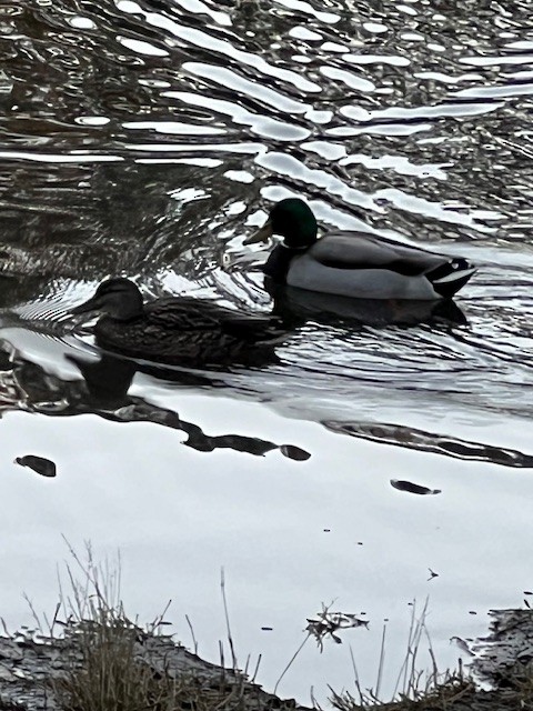 Ánade Azulón - ML649033910