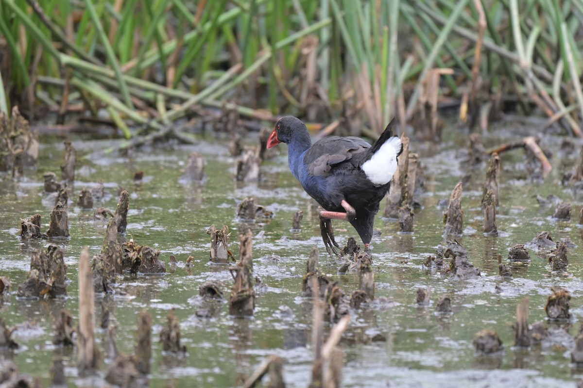 オーストラリアセイケイ - ML649033911