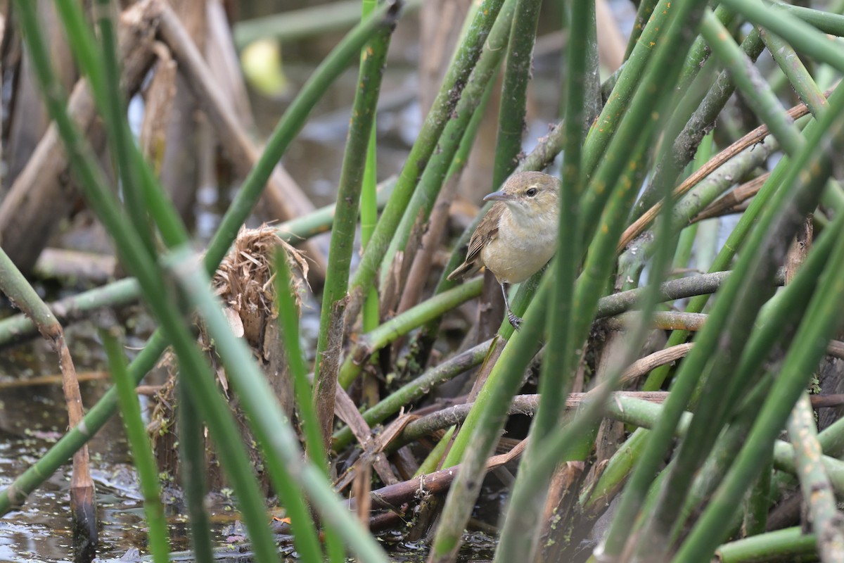 オーストラリアヨシキリ - ML649033929