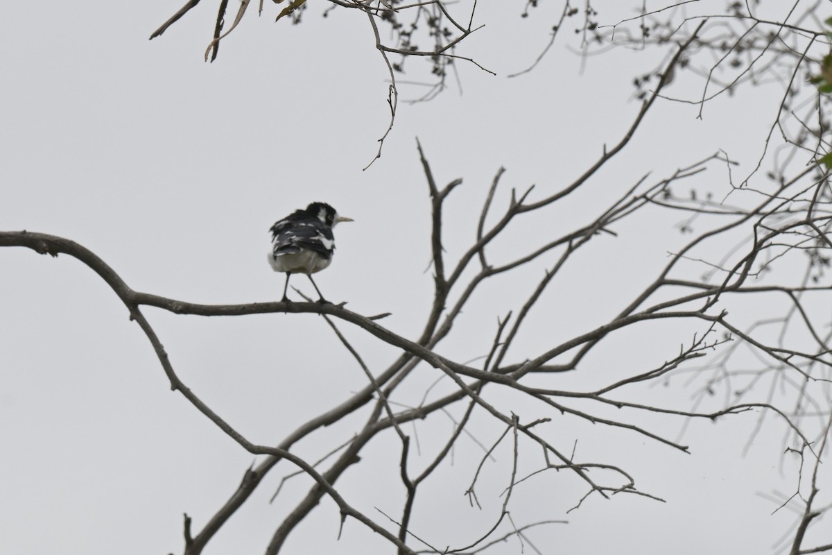 ツチスドリ - ML649033937